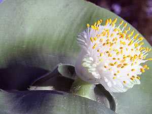 Цветок гемантус – уход: полив, пересадка, подкормка. виды гемантуса
