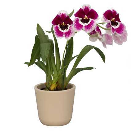 Орхидея мильтония: варианты пересадки и ухода за цветком в домашних условиях