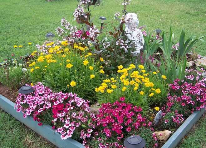 Агротехника выращивания цветка левкой в саду: как ухаживать, размножать, поливать