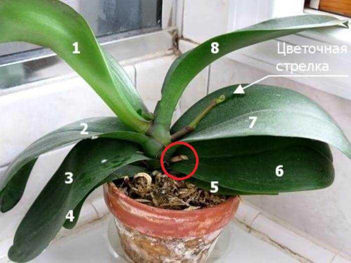 Чем подкармливать орхидею фаленопсис, когда и как правильно вносить удобрения?