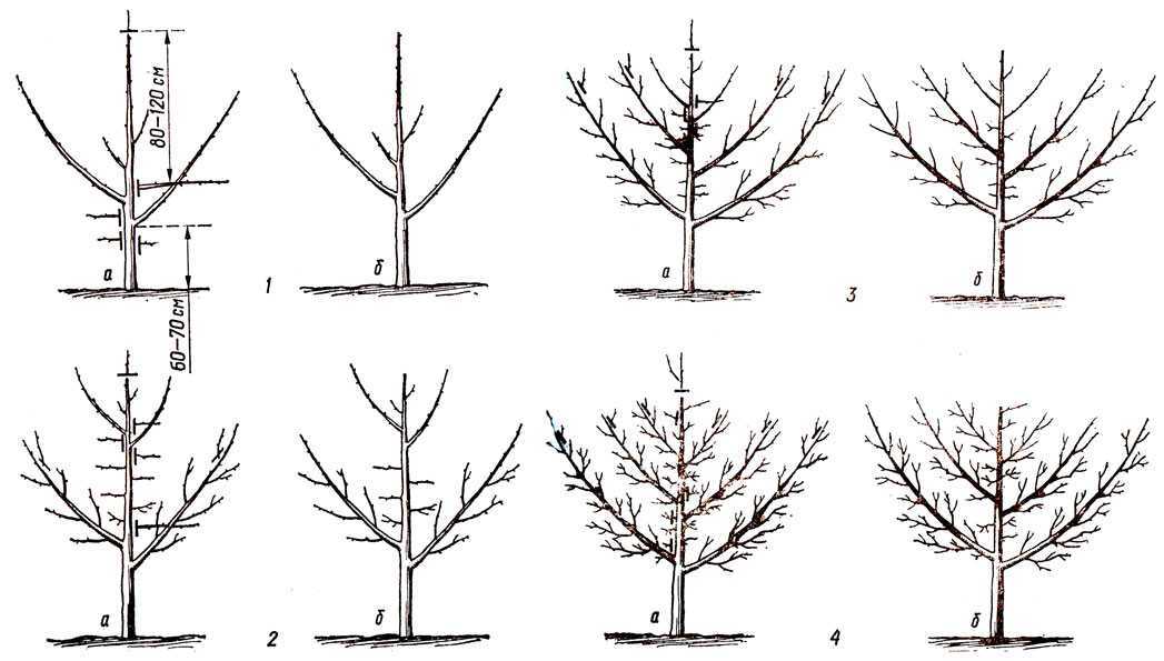 Обрезка деревьев и кустарников - правила и виды обрезки