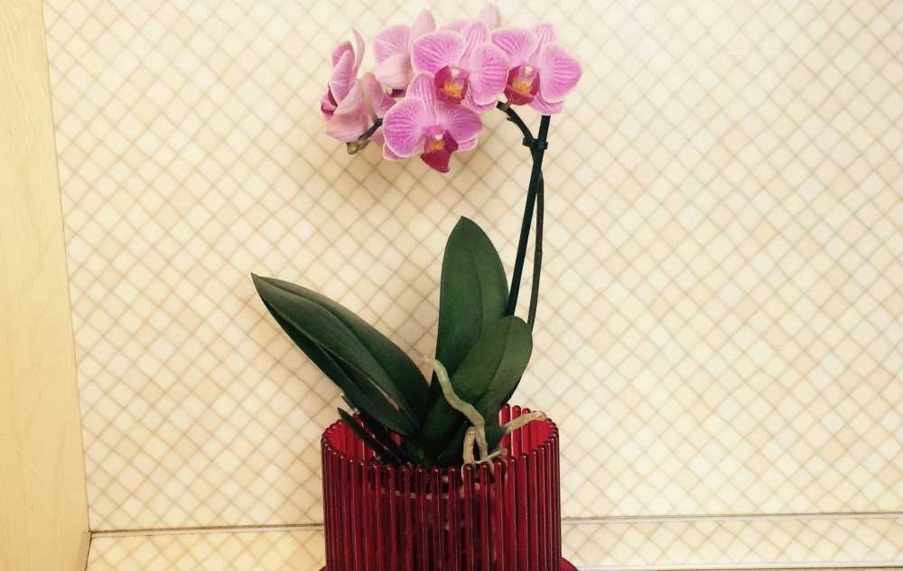 Горшок для фаленопсиса стеклянный и другие: как выбрать, какая емкость нужна орхидеям, чтобы пересадить растения, а также фото разной тары selo.guru — интернет портал о сельском хозяйстве