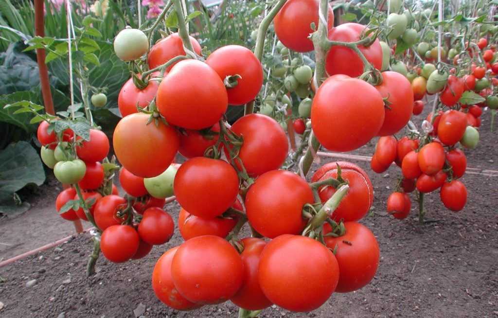 Оксихом: инструкция по применению для помидоров, отзывы, когда и как обрабатывать