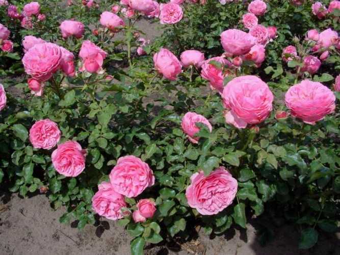 Роза сорта «леонардо да винчи» (флорибунда) — описание, выращивание в домашних условиях, фото
