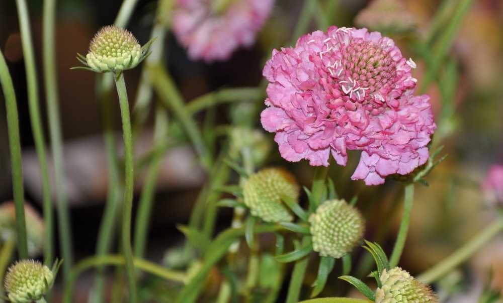 Скабиоза – неприхотливое однолетнее или многолетнее растение, неприхотливое и цветущее разнообразными оттенками Многолетние виды морозостойкие и могут зимовать