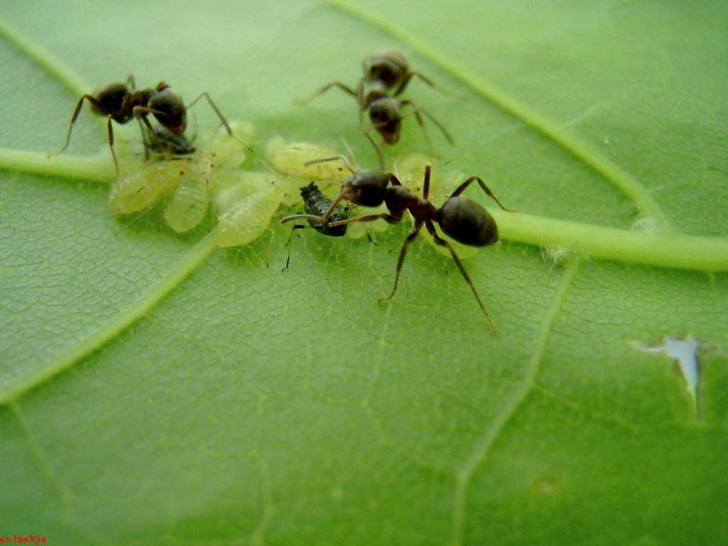 Как избавиться от муравьев на пионах: народные методы и химические препараты