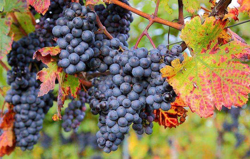 Обрезка молодого винограда осенью со схемами для начинающих