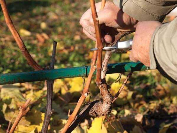 Обрезка винограда осенью: как правильно обрезать, схемы