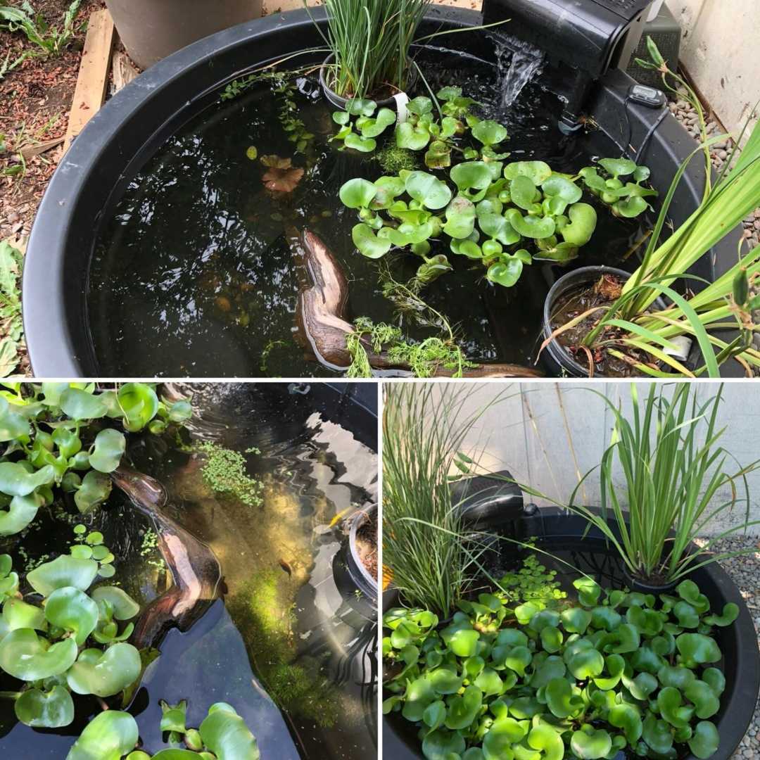 Эйхорния (водный гиацинт): виды и особенности выращивания