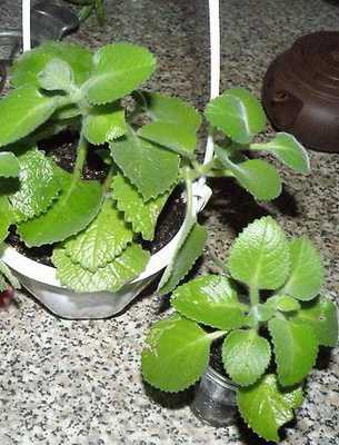 Растение альтернантера: фото цветка, уход и содержание alternanthera в домашних условиях