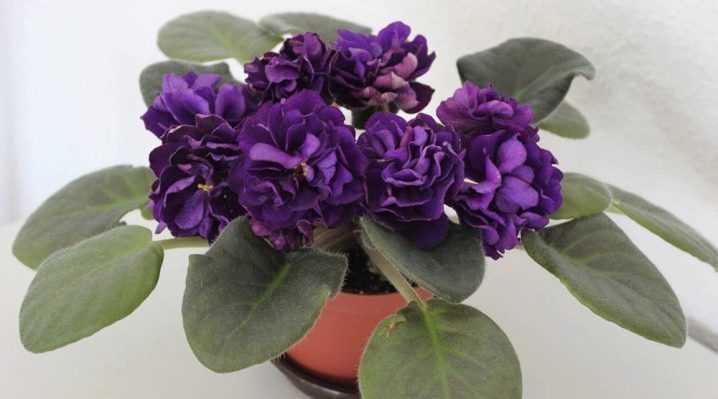 Фиалка Чёрная жемчужина – один из старейших сортов Елены Коршуновой, не теряющий с годами популярность Крупные цветы окрашены в глубокий пурпурно-фиолетовый