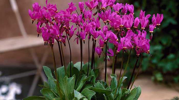 Додекатеон - красивое многолетнее растение, своим цветами напоминающее цикломен Широко используется дизайнерами в оформлении загородных участков