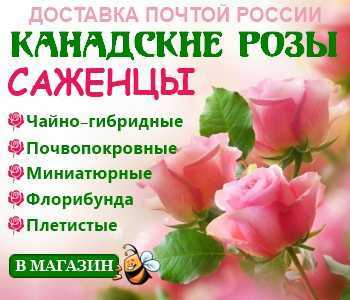 12 лучших двухцветных сортов роз для вашего сада на supersadovnik.ru