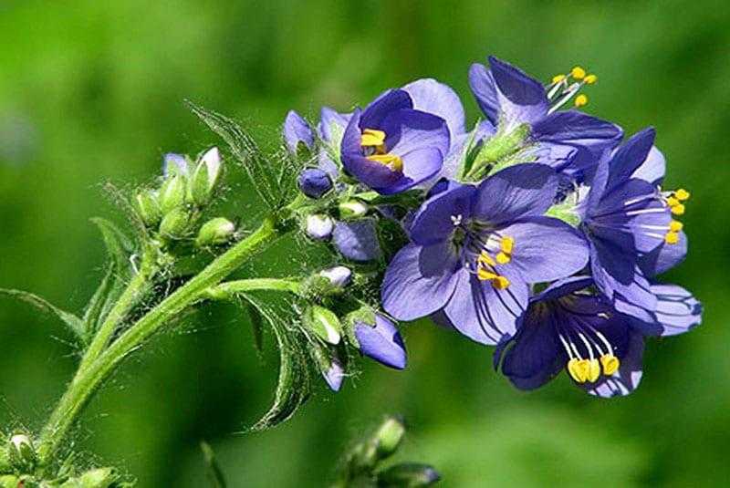 Синюха голубая: применение и лечебные свойства растения