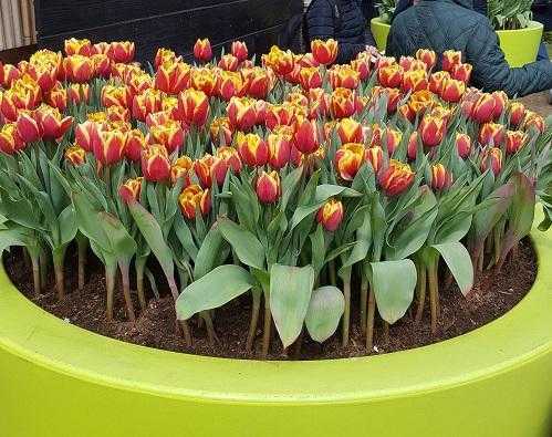 Тюльпаны в горшке (13 фото): как правильно посадить и вырастить цветы дома на подоконнике? можно ли сажать луковицы весной?