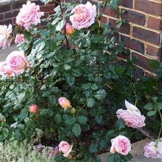 Характеристики и описание розы сорта абрахам дерби, выращивание и уход