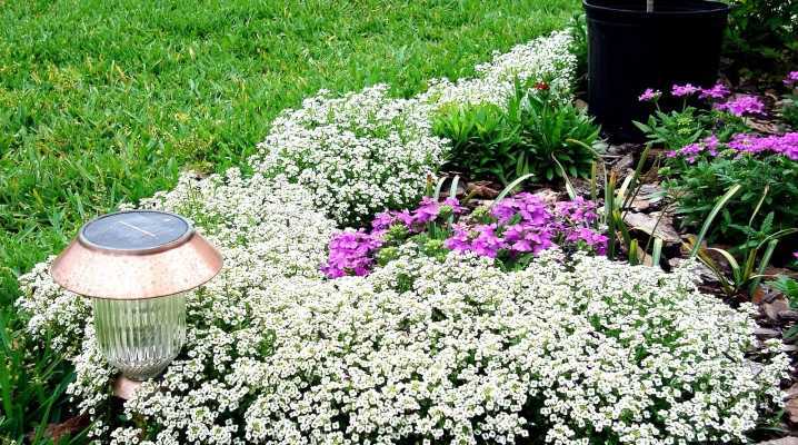 Цветок алиссум: выращивание из семян, когда его сажать, фото растения