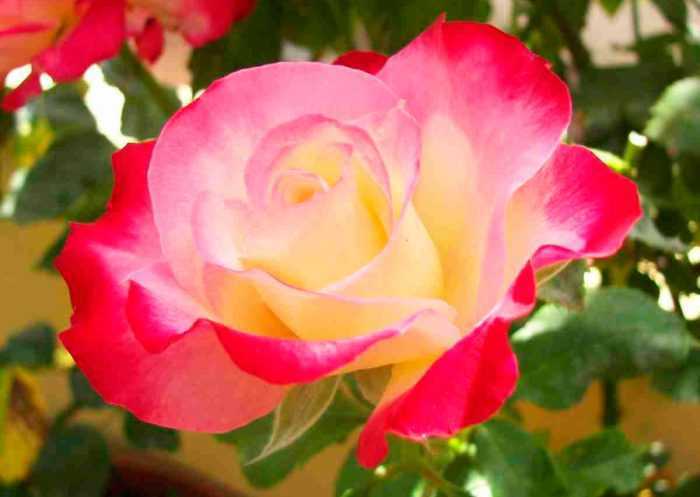 Выращивание и уход за Чайно-гибридными розами Данный необычный сорт получился в результате скрещивания ремонтантной и чайной розы