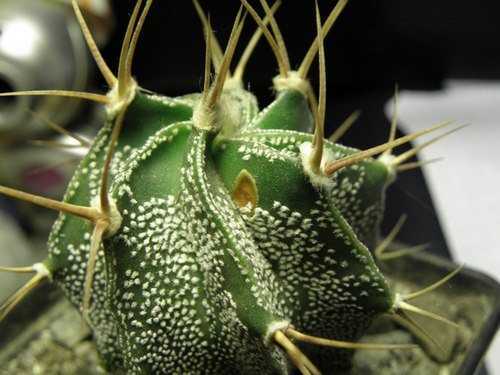 Тропический древесный кактус рипсалис и секреты его выращивания в комнате