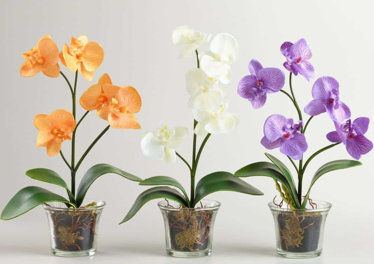 Орхидея эпидендрум: уход в домашних условиях, виды, пересадка и размножение