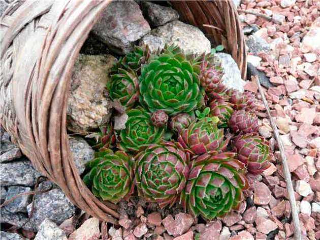 Молодило – суккулентное растение, прекрасно подходящее для украшения альпийских горок, садов и рокариев Как вырастить его из семян Как высаживать в открытый