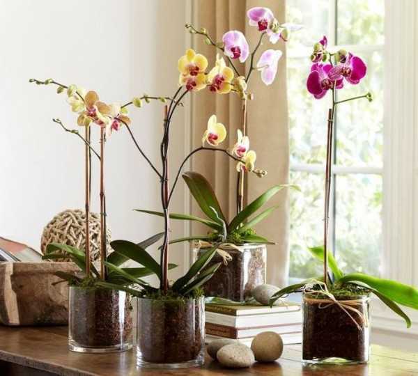 Как посадить орхидею? в какой горшок ее сажать? правильная посадка луковицы в домашних условиях. можно ли посадить две орхидеи в один горшок?