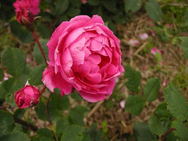 Канадская парковая роза Мартин Фробишер входит в серию морозостойких роз Отличается неприхотливостью и простотой выращивания