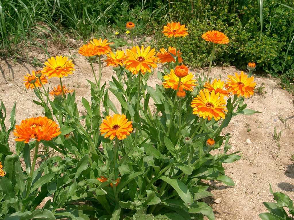Календула (ноготки) - цветок простой в выращивании и уходе
