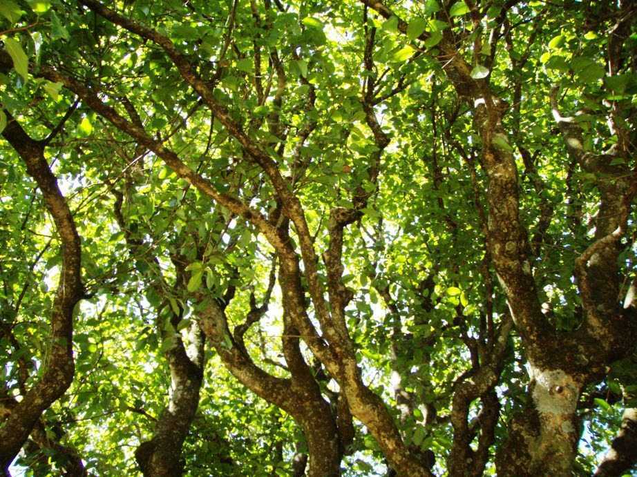 Мелалеука очереднолистная или чайное дерево в домашних условиях выращивание и уход полезные свойства