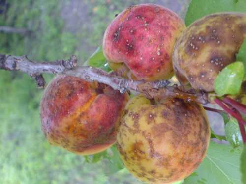 Чем обрабатывать от монилиоза вишни, абрикосы и сливы: препараты для борьбы с монилиальным ожогом косточковых