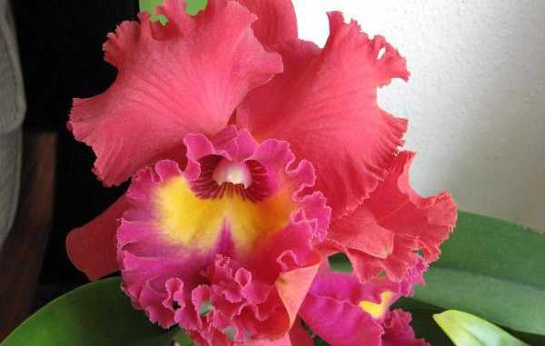 Обзор видов и сортов орхидей для посадки дома: дендробиум, каттлея, ванда, фаленопсис