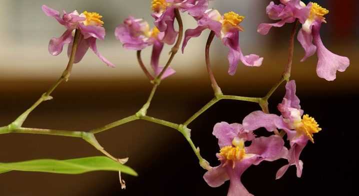 Орхидеия онцидиум, твинкл, желтый и другие виды семейства: варианты ухода