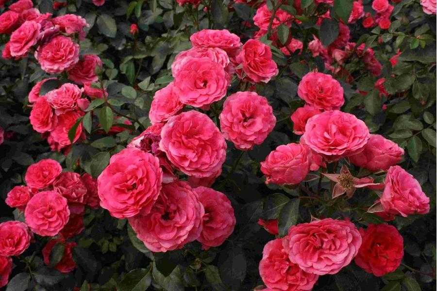 Как размножить китайскую розу в домашних условиях: пошаговая инструкция, как сделать это черенками, семенами и иными методами, а еще советы по уходу за новым цветкомдача эксперт