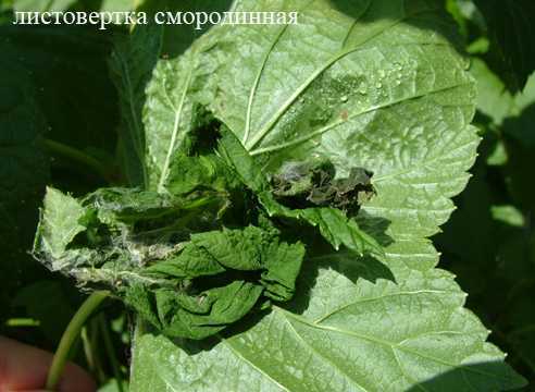 Злаковая листовертка - методы борьбы, описание, распространение | bayer crop science россия