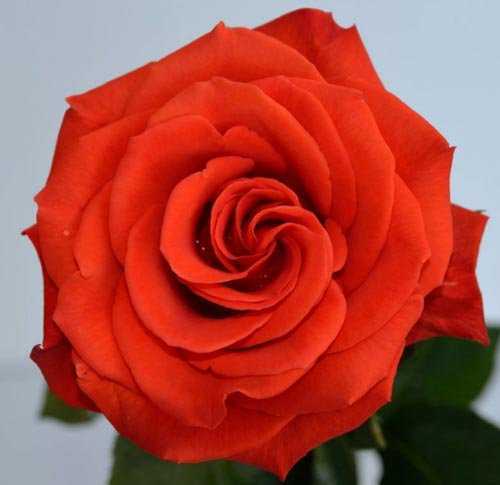 Дорис Тистерман – чайно-гибридная роза классической формы, имеет окраску оранжевого оттенка Сорт устойчив к дождю, мучнистой росе и чёрной пятнистости,