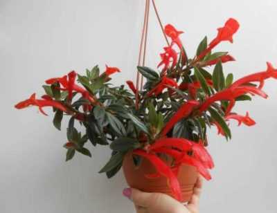 Эсхинантус красивый и другие виды растения — уход в домашних условиях