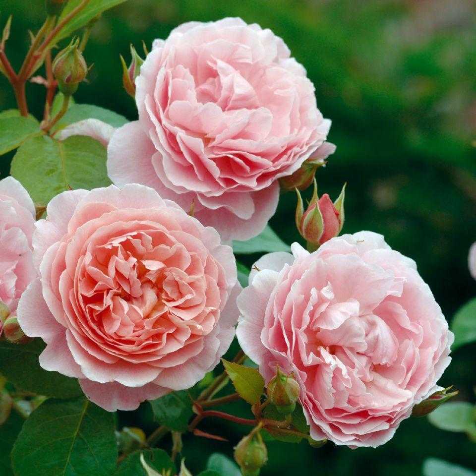 Особенности английской сортовой розы шарлотта: посадка и уход за гибридом