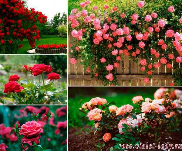 Как правильно сажать розы в открытый грунт: когда и как посадить весной