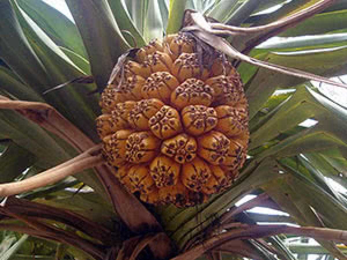Панданус – комнатная пальма, уход и размножение