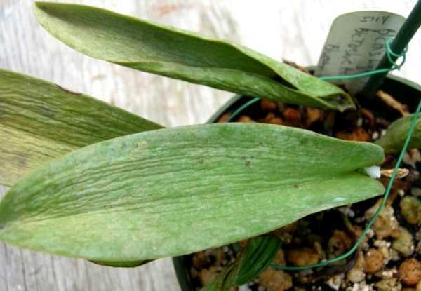 Фузариоз орхидей: причины, внешние признаки, способы лечения