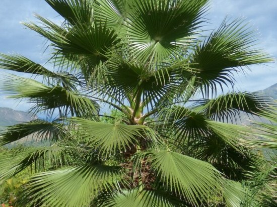 Калифорнийская и мексиканская пальма вашингтония украсит любой просторный дом, создаст атмосферу субтропиков в любом помещении и возможно наградит цветением