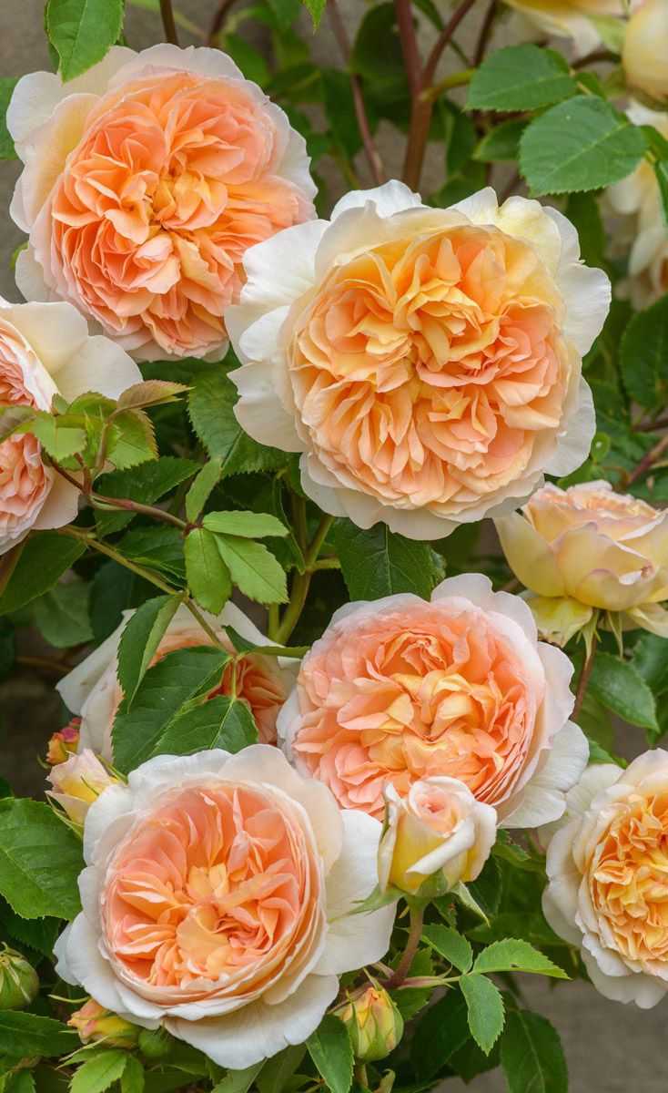 Розы дэвида остина — самые популярные сорта