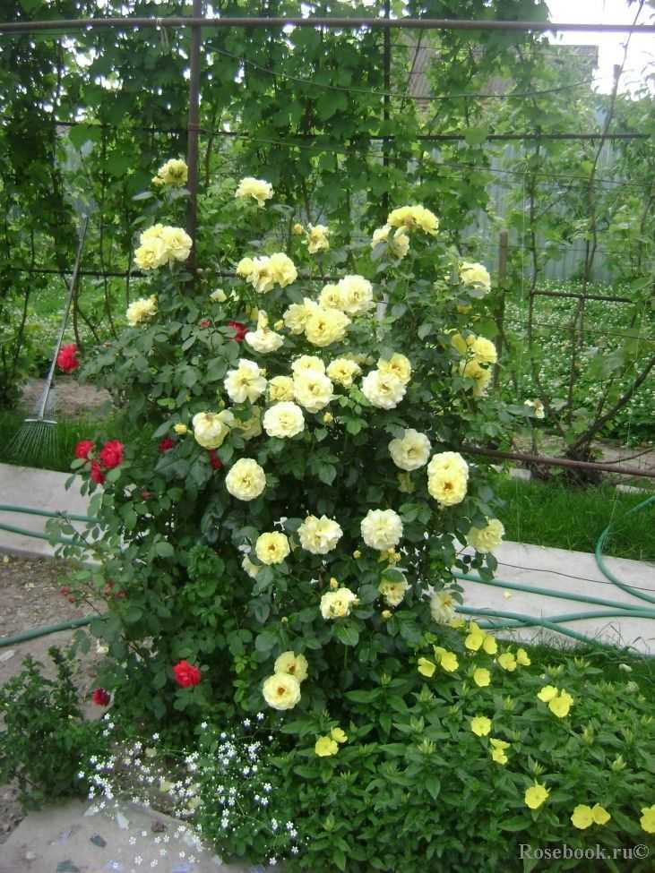 Выращиваем холодостойкие розы без укрытия