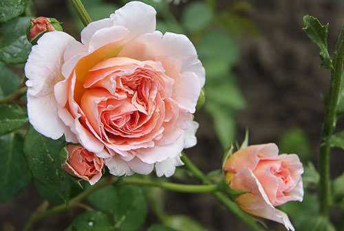 Описание розы абрахам дерби: фотографии, особенности, правила выращивания