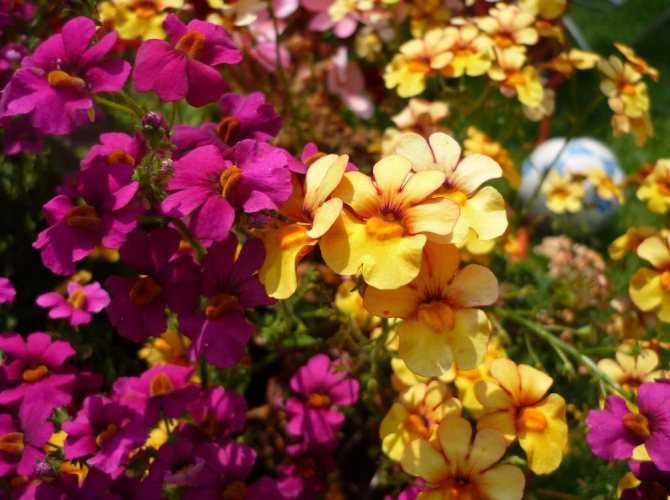 Цветок «немезия»: описание, фото, выращивание из семян, посадка и уход