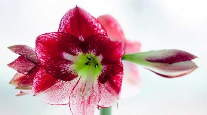 Амариллис (87 фото): посадка и уход за цветком в домашних условиях, виды амараллис красный и белладонна, выращивание из луковицы и пересадка
