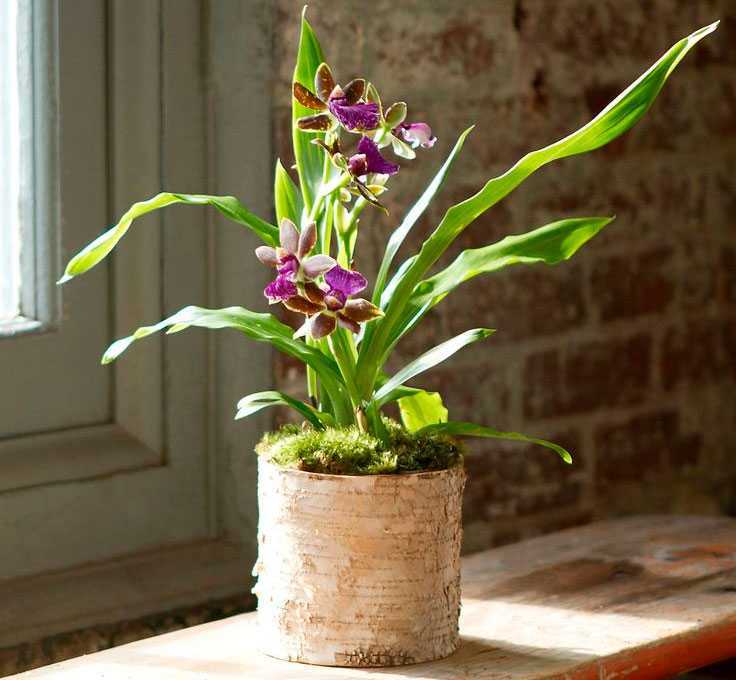 Орхидея зигопеталум (25 фото): уход за орхидеей в домашних условиях, сорта «голубой ангел», «луизендорф» и другие, пересадка после покупки