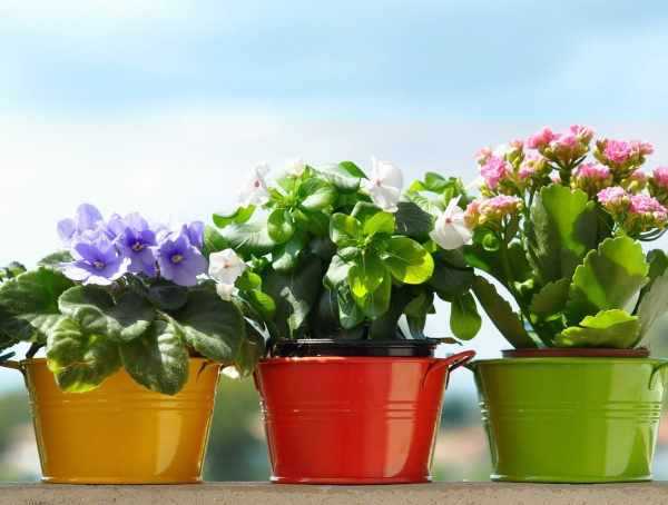 Чем подкормить домашние цветы в домашних условиях: советы