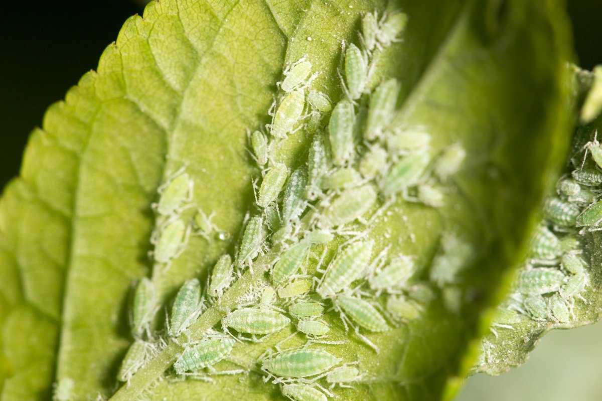 Методы борьбы с капустной мухой, описание вредителя и личинки