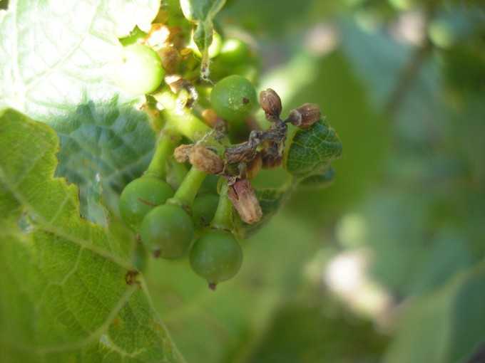 Меры борьбы с оидиумом на винограде: как и чем обработать лозу от мучнистой росы